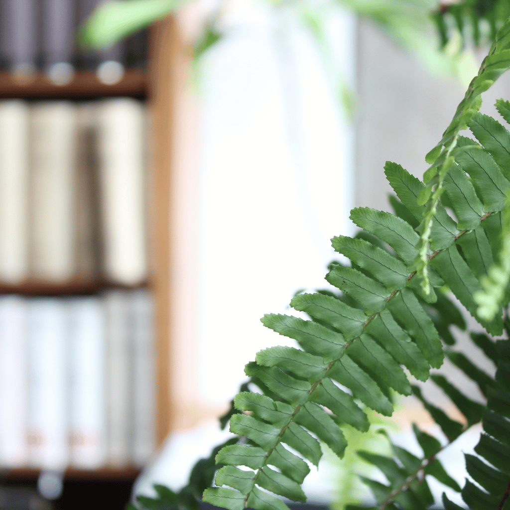 Ferns