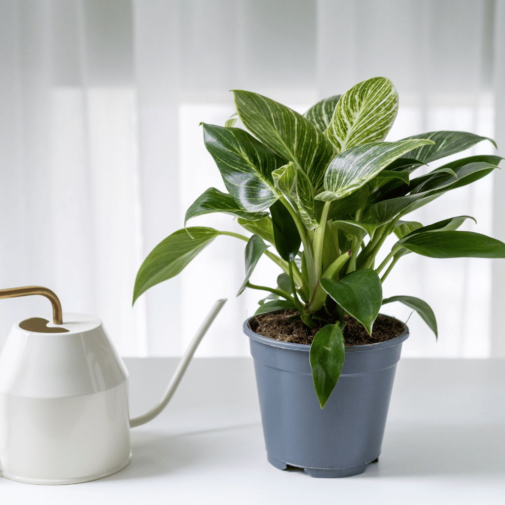 Philodendron