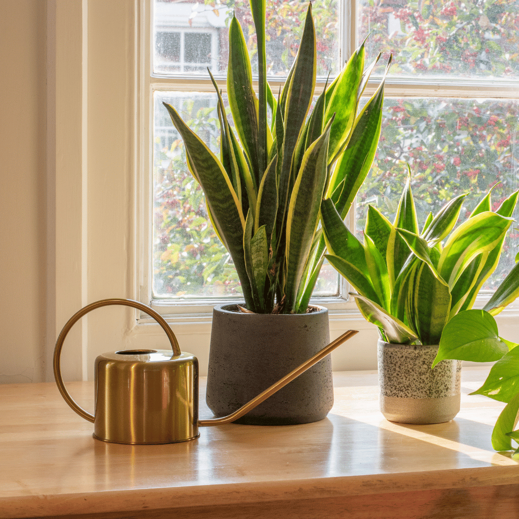 Water Canisters