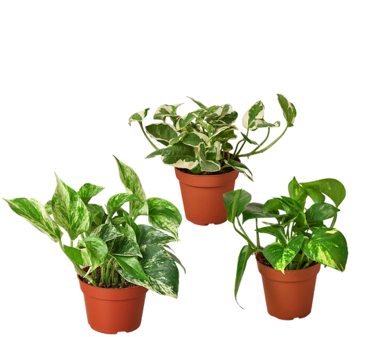 4" Ivy (Pothos) Plant Bundle + Plant Care Guide Green Memento