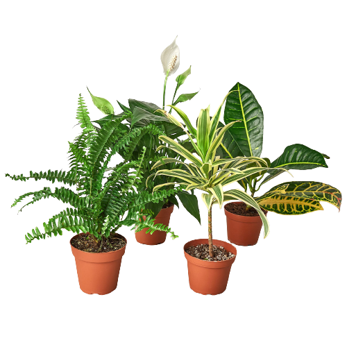 indoor plants that freshen air 4" Air Purifying Plant Bundle