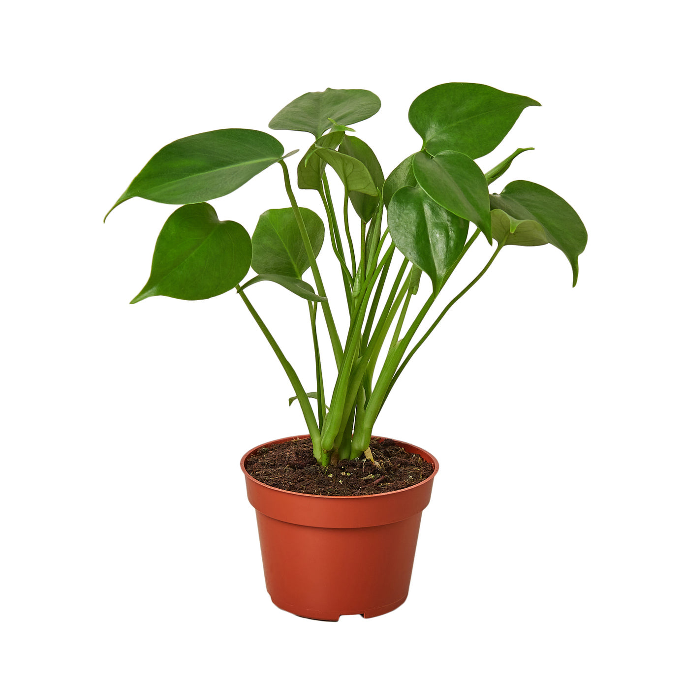 philodendron swiss cheese vs monstera Monstera 'Split-Leaf' 6" Pot / Nursery Pot