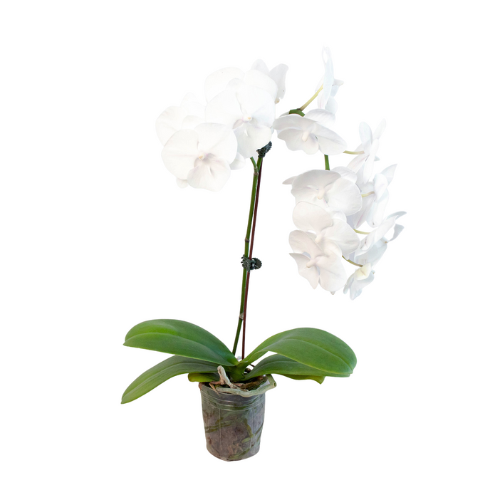 Orchid - White Phalaenopsis Green Memento