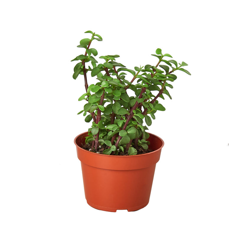 Vibrant Elephant Bush Succulent Plant - Portulacaria Afra for Easy Indoor Greenery Green Memento
