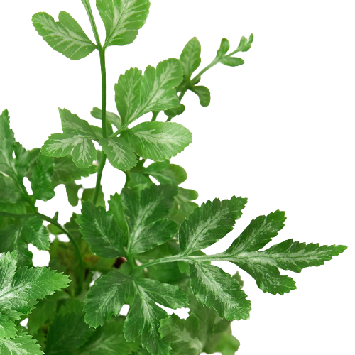 Fern - Silver Lace Green Memento