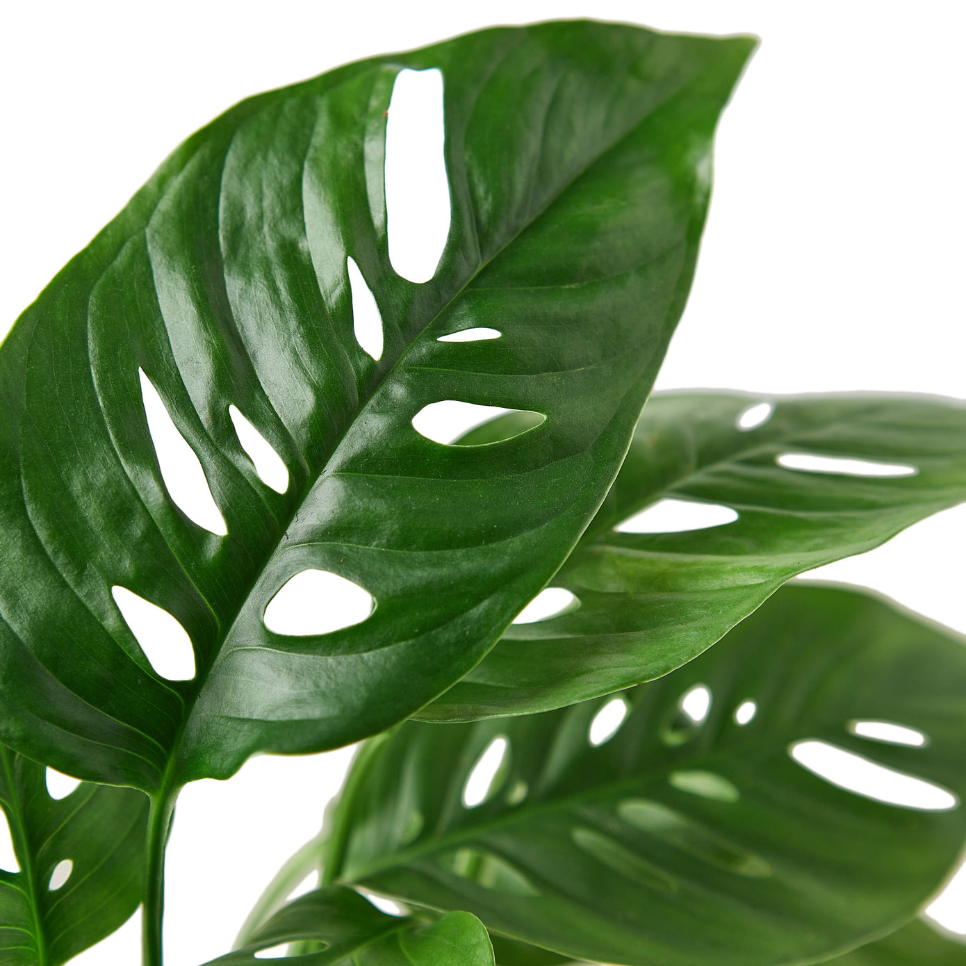 Monstera - Swiss Cheese Green Memento