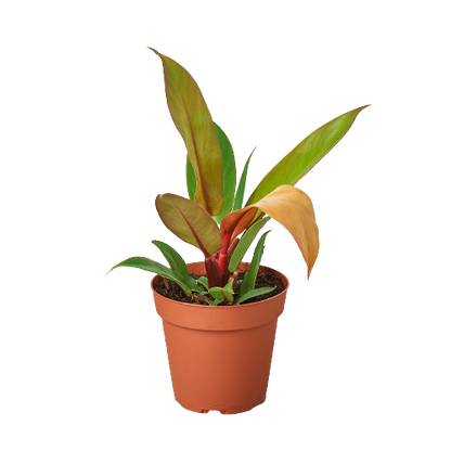 Philodendron - Prince of Orange Green Memento