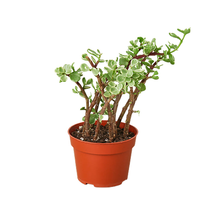 Variegated Portulacaria Afra - Striped Rainbow Elephant Bush Succulent for Vibrant Decor Green Memento