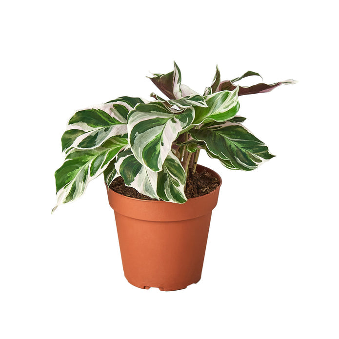 Mini Monstera - Tiny Minima: Perfect Petite Houseplant for Any Space Green Memento