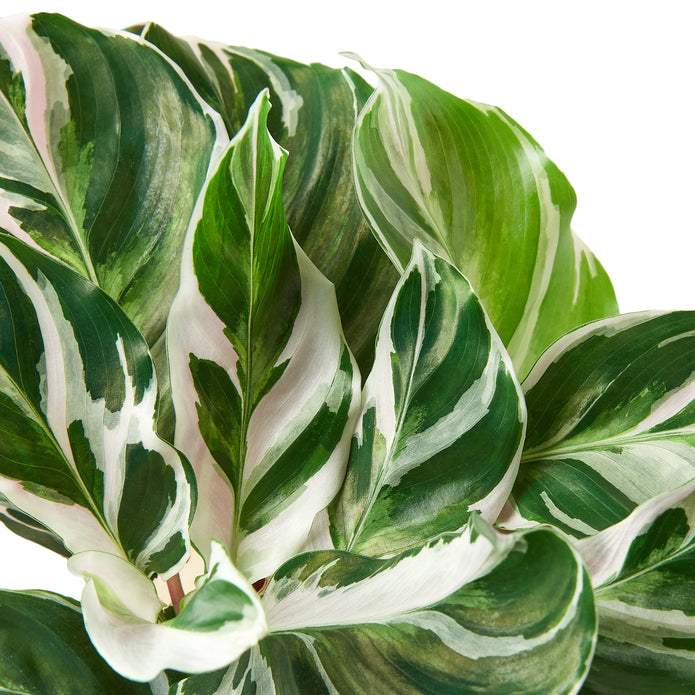 Calathea - White Fusion Green Memento