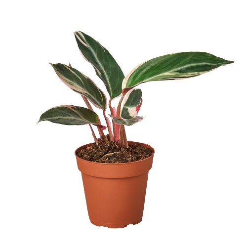 Vibrant Stromanthe Triostar: Lush Tricolor Stromanthe Plant for Indoor Elegance Green Memento
