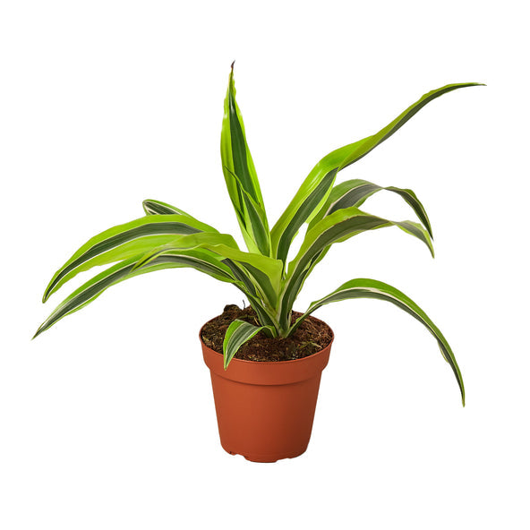 Dracaena - Lemon Surprise Green Memento