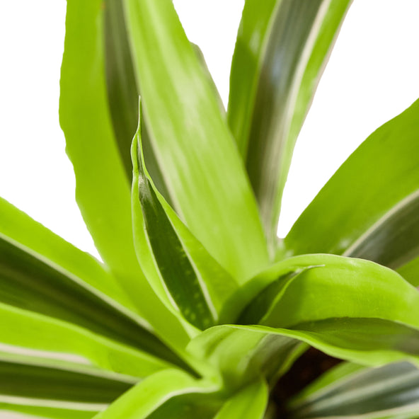 Dracaena - Lemon Surprise Green Memento