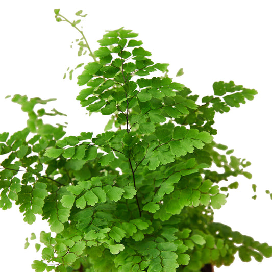 Fern - Maidenhair Green Memento