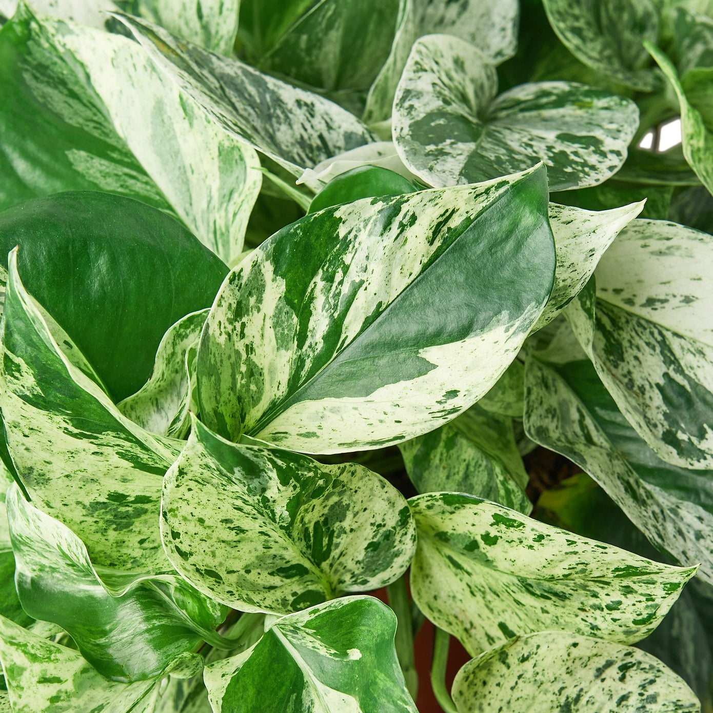 Pothos - Marble Queen Green Memento