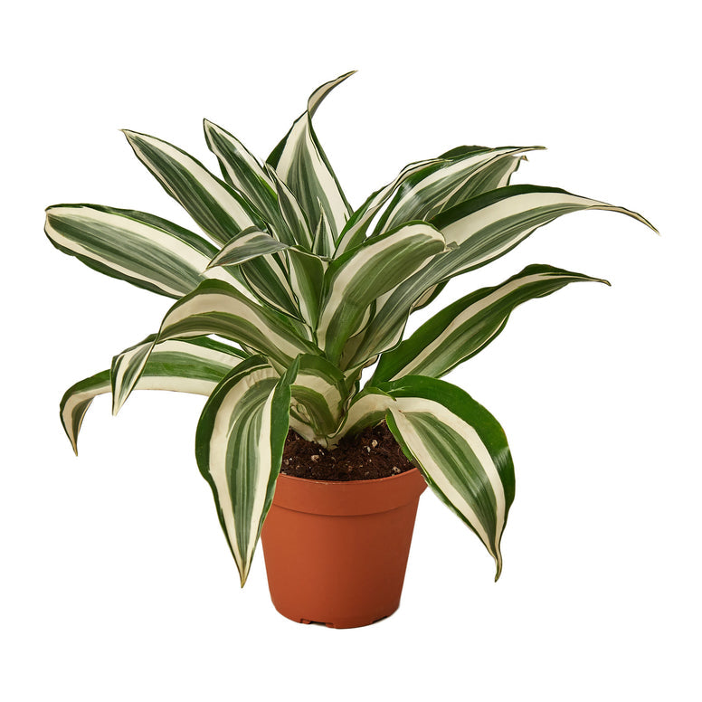 Dracaena -White Jewel Green Memento