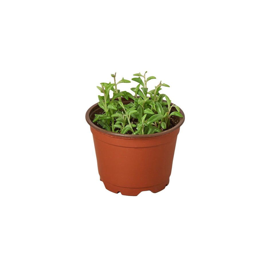 String of Dolphins Succulent - Unique Dolphin Plant for Vibrant Home Decor Green Memento