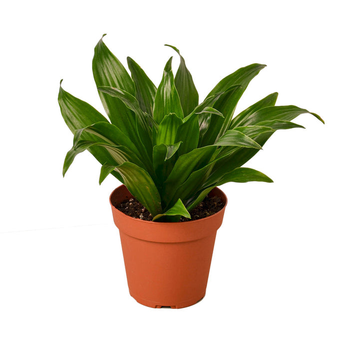 Dracaena Fragrans Janet Craig 3" - Compact Dragon Plant for Easy Indoor Elegance Green Memento