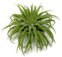 Ionantha Guatemala - Air Plant Green Memento