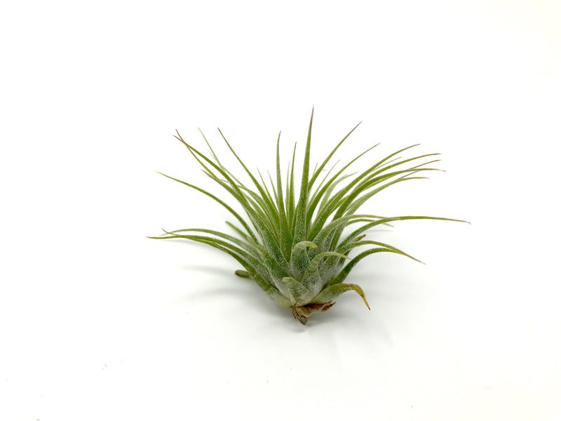 Vibrant Ionantha Air Plant - Tillandsia Ionantha Guatemala for Lush Indoor Decor Green Memento