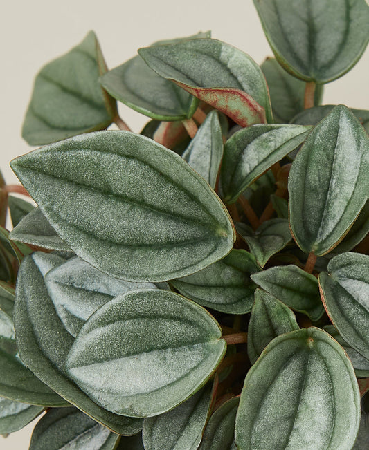 Peperomia - Napoli Nights Green Memento