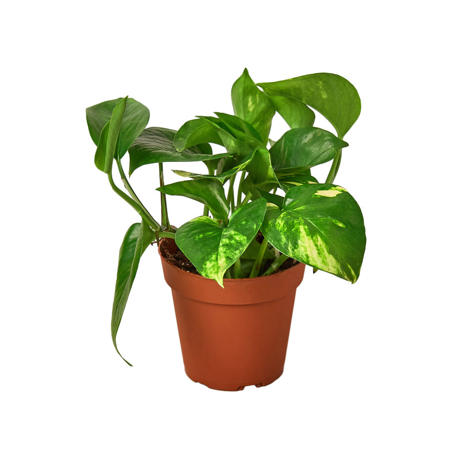 Pothos - Golden Green Memento