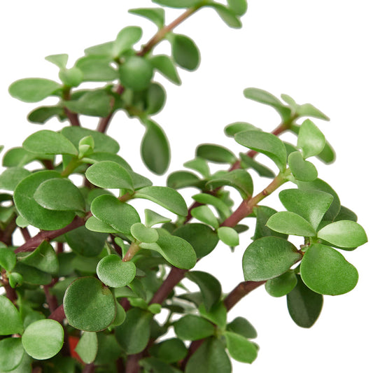 Succulent - Elephant Bush Green Memento