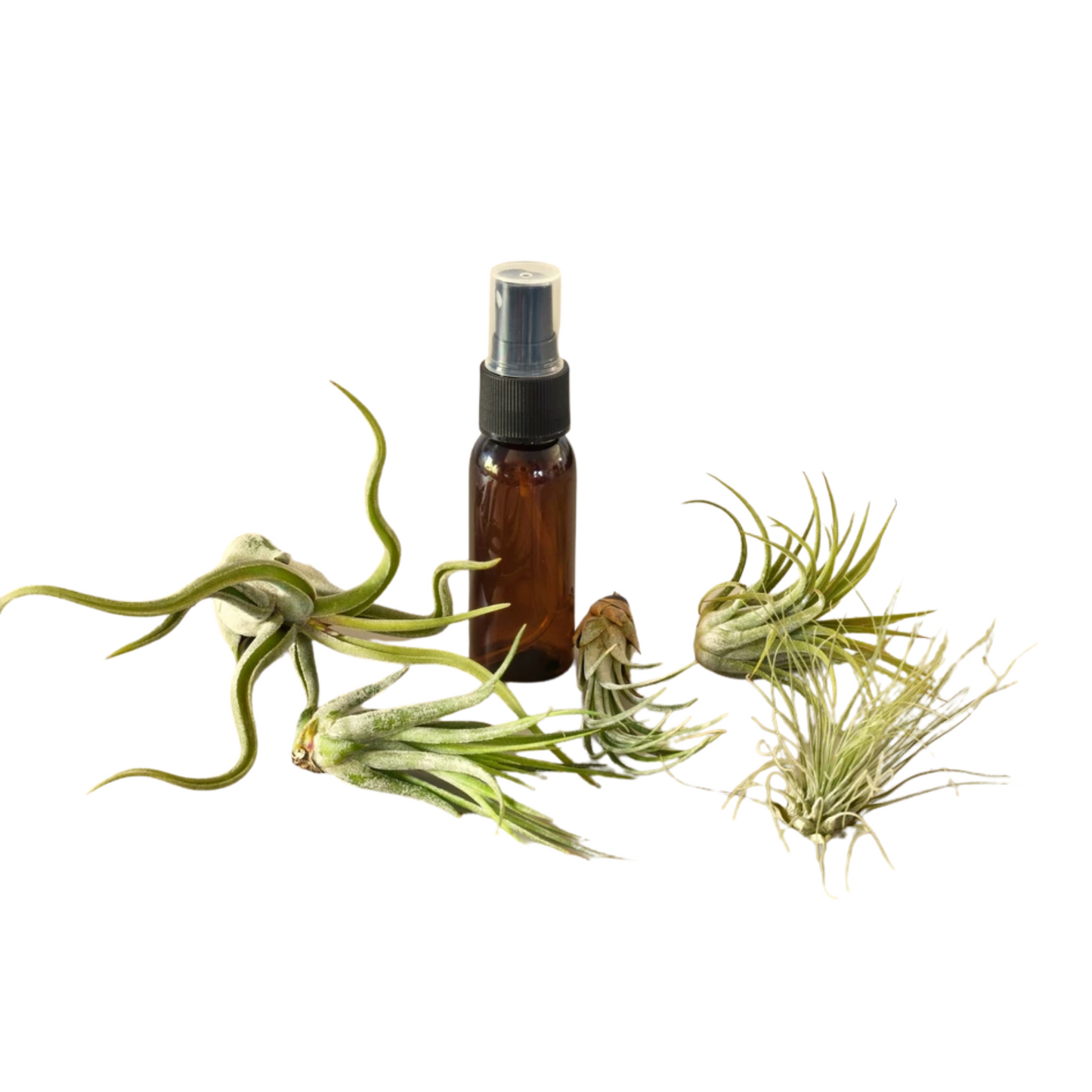 Versatile Air Plant Collection with Misting Bottle for Effortless Indoor Greenery Green Memento