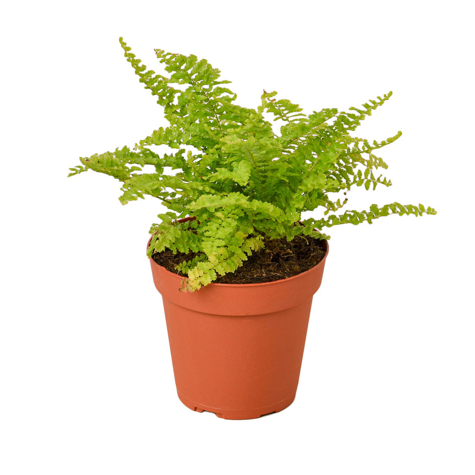 Fluffy Cotton Candy Fern - Sweet and Unique Indoor Greenery Green Memento
