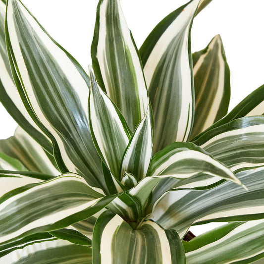 Dracaena -White Jewel Green Memento