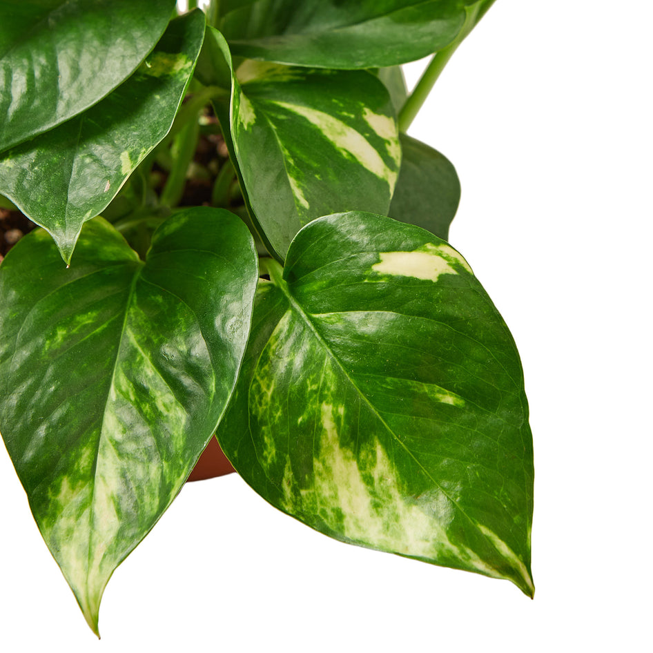 Pothos - Golden Green Memento