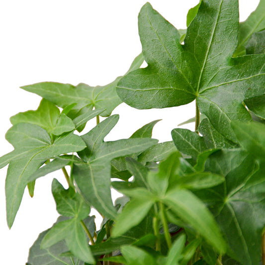 English Ivy - Green California Green Memento