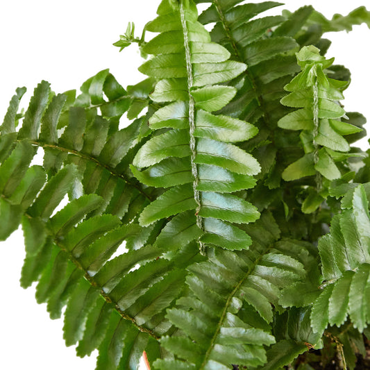 Fern - Jester's Crown Green Memento