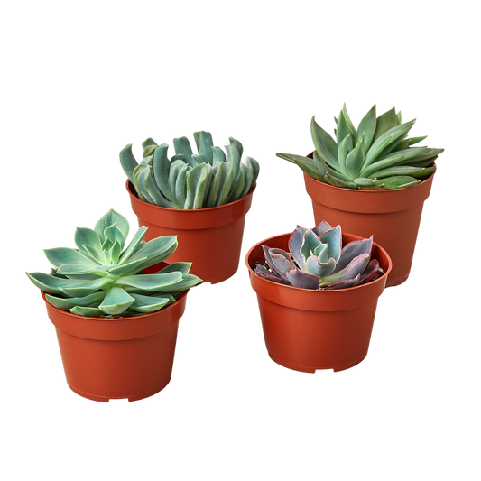 Variety Pack - 4" Echeveria Succulent Variety - 4 pc. Green Memento