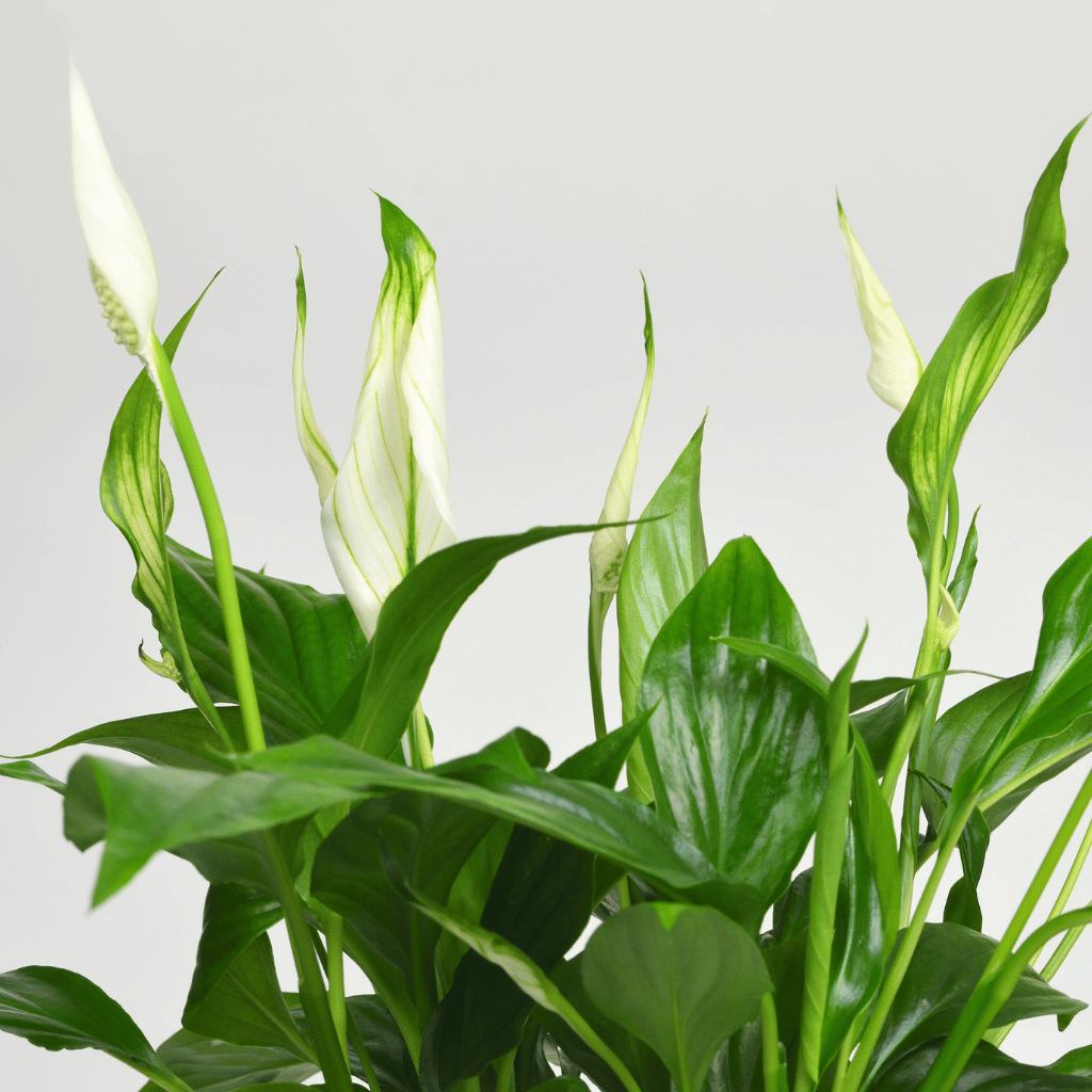 Peace Lily