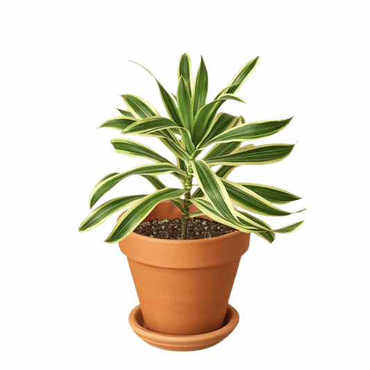 One 4" Pre-Potted Subscription Box - Monthly Greenery Delivered in Single 4" Planter Green Memento