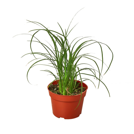 Palm Ponytail Green Memento