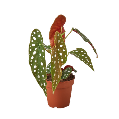 Begonia - Polka Dot Green Memento