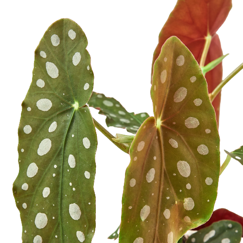 Begonia - Polka Dot Green Memento