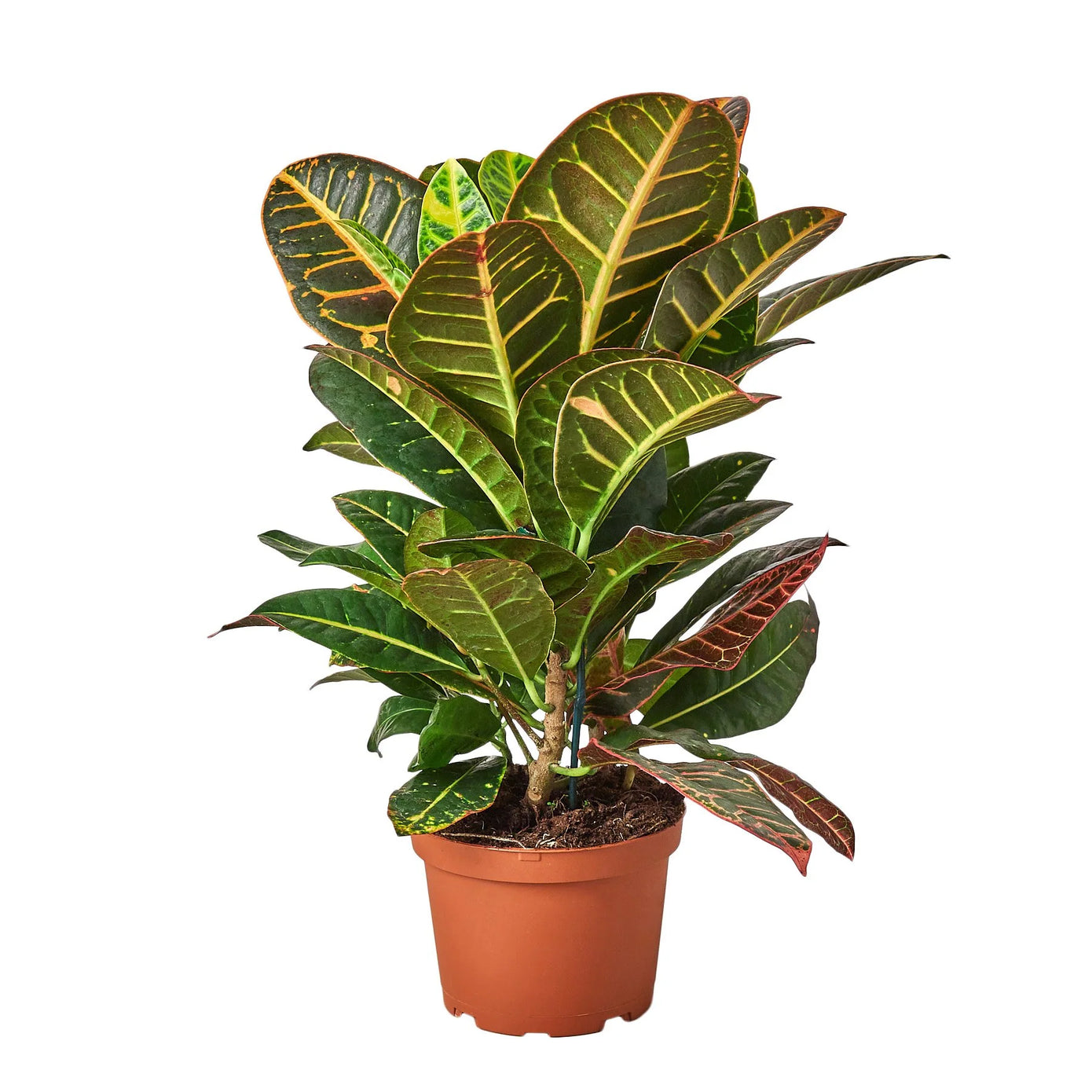 Philodendron Monstera Split-Leaf Green Memento
