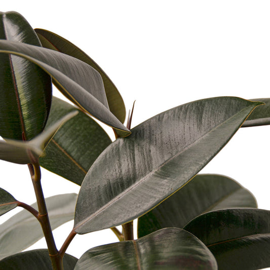 Rubber Plant - Burgundy Green Memento