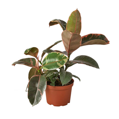 Rubber Plant - Tineke Green Memento