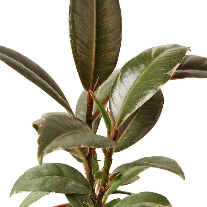 Rubber Plant - Burgundy Green Memento