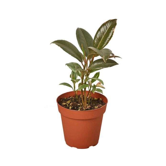 Rubber Plant - Burgundy Green Memento