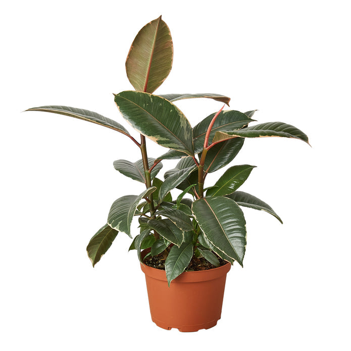 Rubber Plant - Burgundy Green Memento