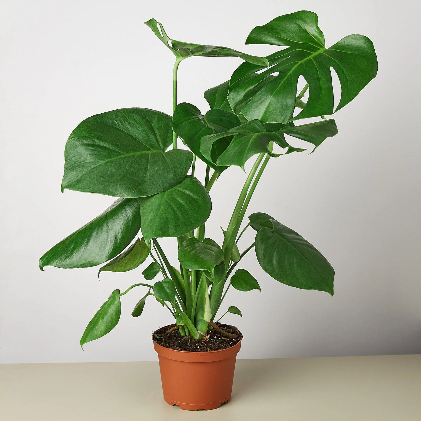 monstera deliciosa decor The Snobby Leaf | Philodendron Monstera Split-Leaf - 6 inch Pot