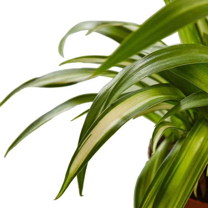 Bonnie Spider Plant Green Memento