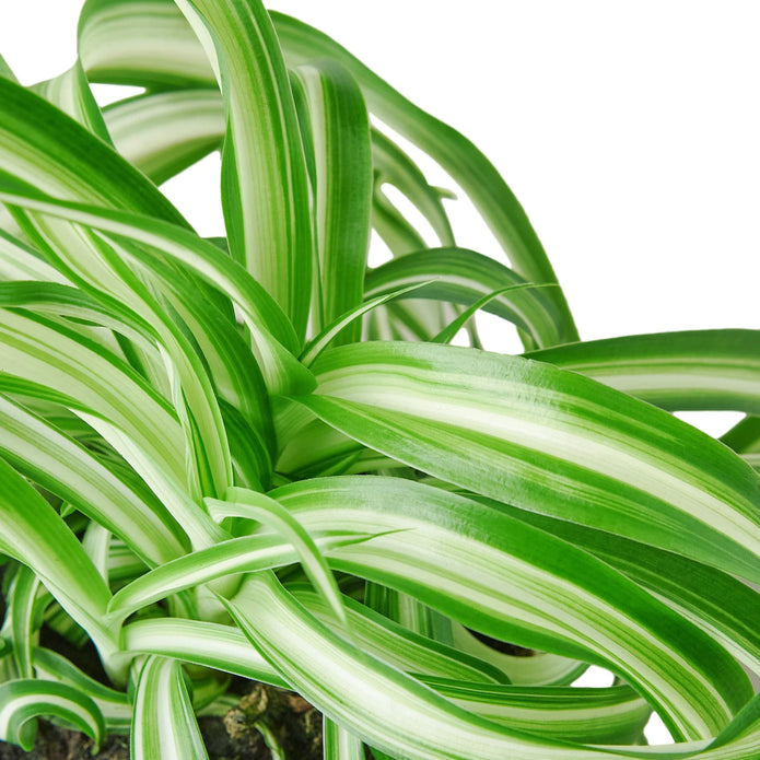 Reverse Spider Plant Green Memento