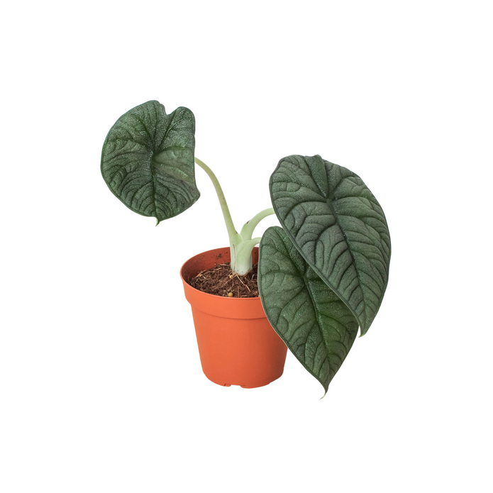 Alocasia - Melo Green Memento