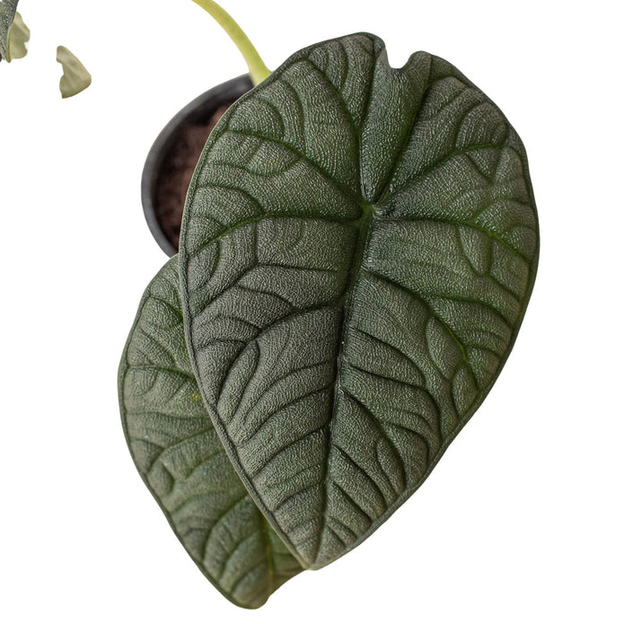 Alocasia - Melo Green Memento
